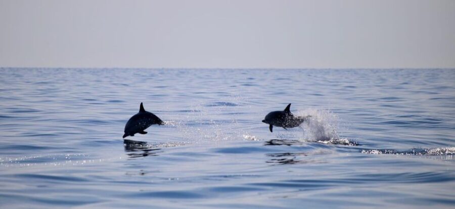 Sunset Tour and Searching Dolphins - Who will get the most from this tour