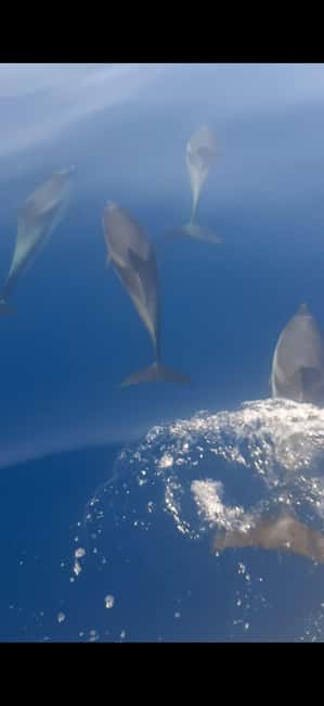 Sunset tour in search of dolphins with aperitif - What makes this cruise worth considering