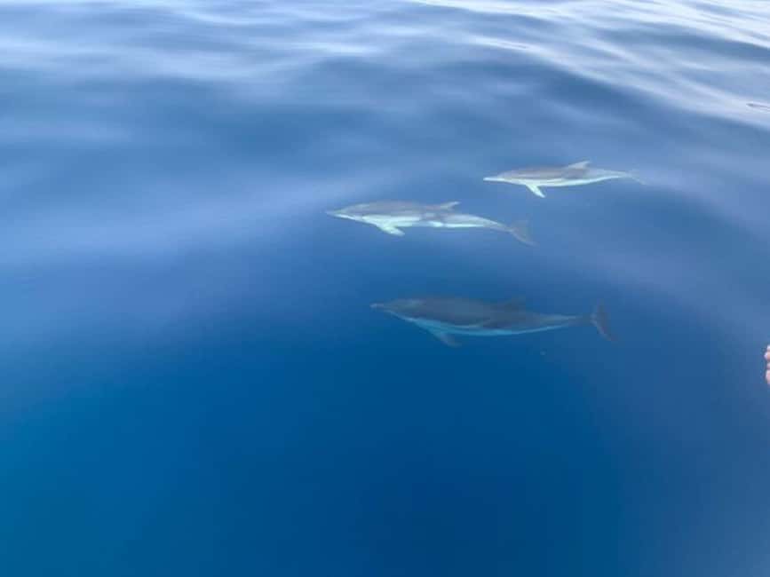 Sunset tour in search of dolphins with aperitif - Isola Bella and the bays below Taormina