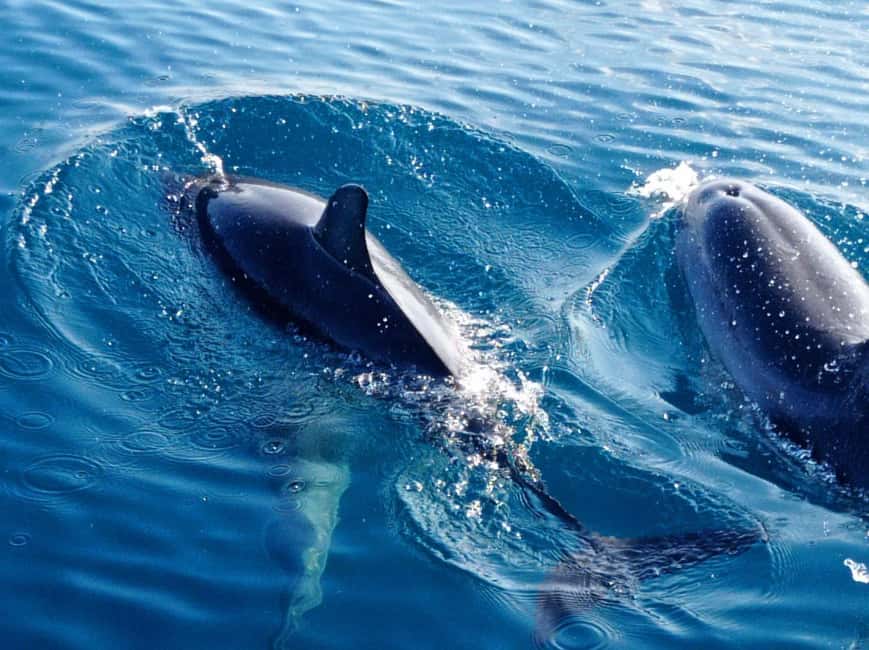Sunset tour in search of dolphins with aperitif - The swim stop with Sicilian food