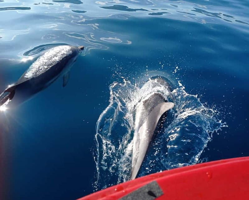 Sunset tour in search of dolphins with aperitif - Food, music, and the mood onboard