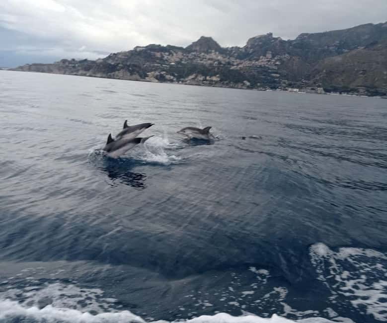 Sunset tour in search of dolphins with aperitif - Who will enjoy this boat trip most?