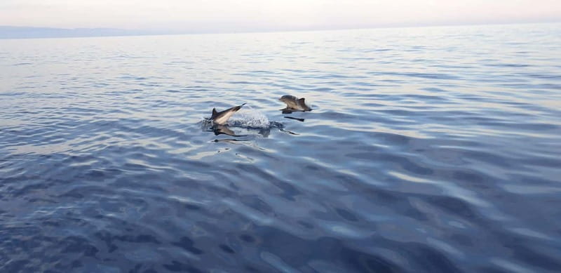 Sunset tour in search of dolphins with aperitif - Naxos Bay and the Taormina coast
