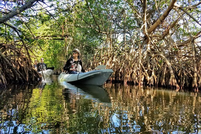 Sunset Tour Mangrove, Dolphins, Manatee #1 Rated in Cocoa Beach - What the guides add to the trip