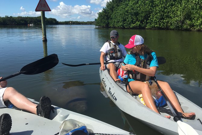 Sunset Tour Mangrove, Dolphins, Manatee #1 Rated in Cocoa Beach - The real value of the $60 price