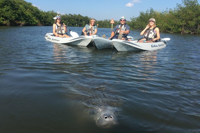 Sunset Tour Mangrove, Dolphins, Manatee #1 Rated in Cocoa Beach - What to bring and how to prepare