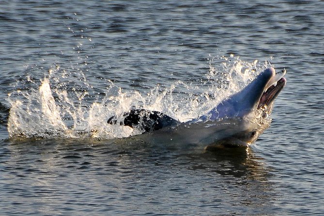 Sunset Tour Mangrove, Dolphins, Manatee #1 Rated in Cocoa Beach - Following the mangrove passages