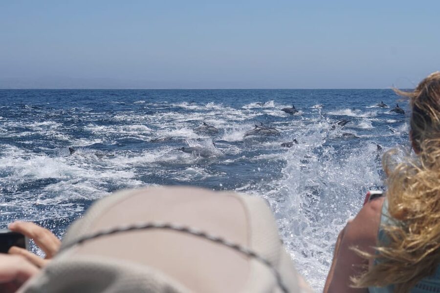 Superior 2hr Private Whale & Dolphin Watching Newport Beach - Key points at a glance