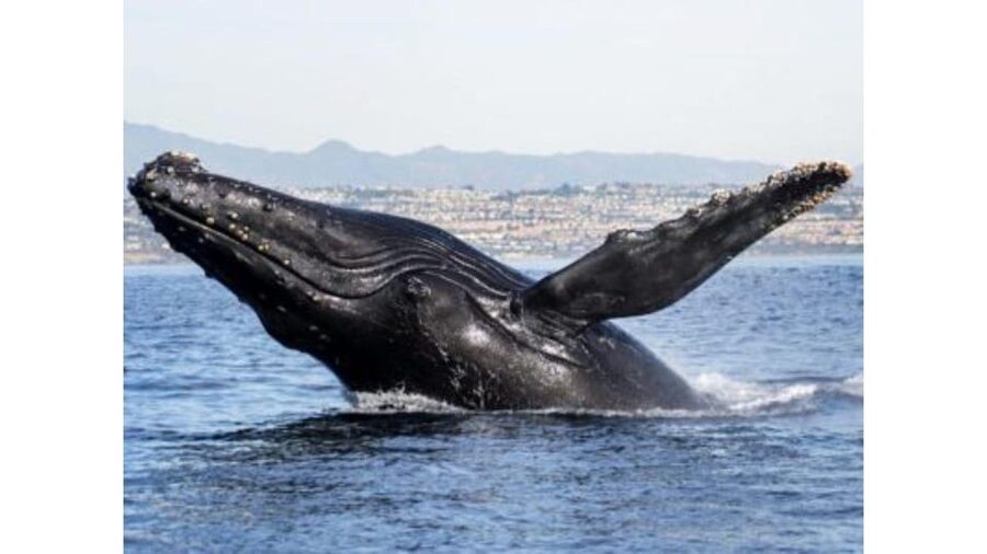Superior 2hr Private Whale & Dolphin Watching Newport Beach - Booking advice and cancellation flexibility