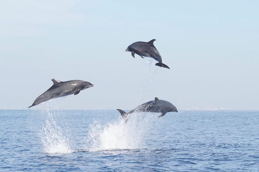 Superior 2hr Private Whale & Dolphin Watching Newport Beach - Leaving from Newport Beachs Bay Front