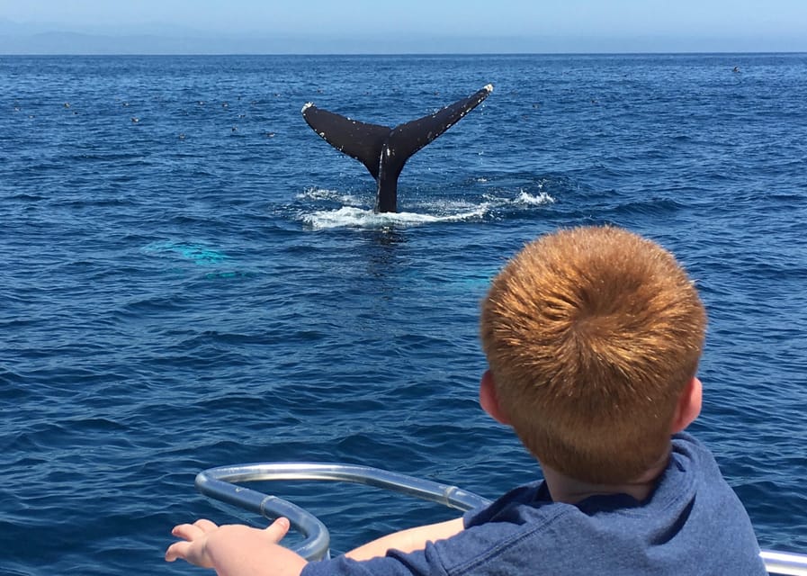 Superior 2hr Private Whale & Dolphin Watching Newport Beach - The SeaKeeper stabilizer and seasickness concerns
