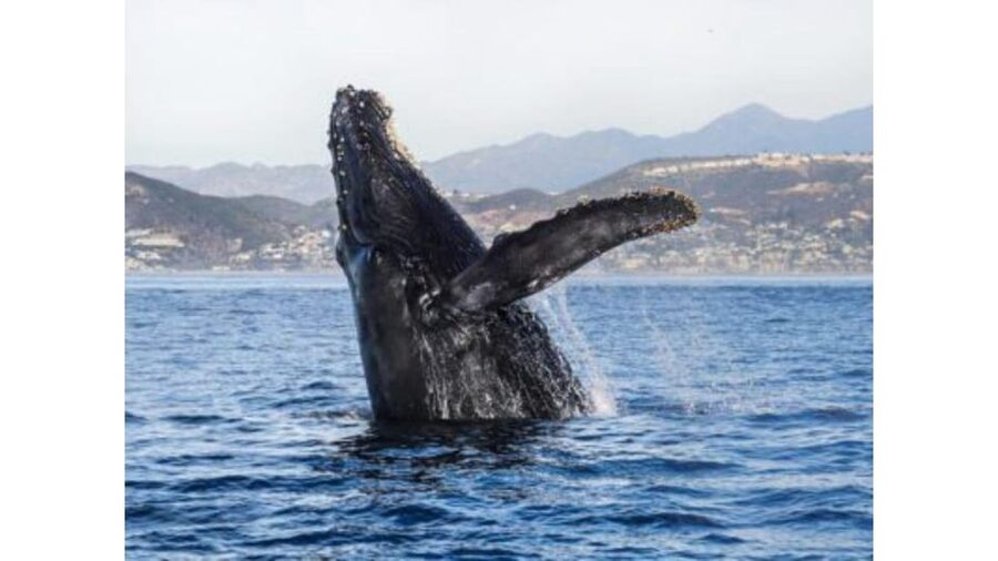 Superior 2hr Private Whale & Dolphin Watching Newport Beach - What the two hours feel like