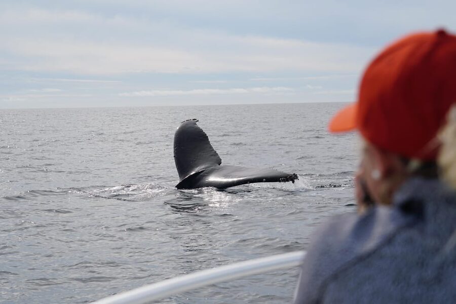 Superior 2hr Private Whale & Dolphin Watching Newport Beach - A six-person catamaran built for close viewing