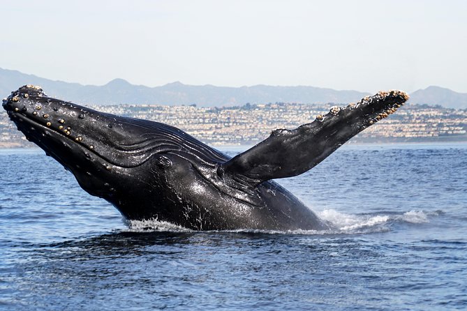 Supreme 2hr Whale/Dolphin Watching Newport Beach, 6 person max - Key points to know before booking