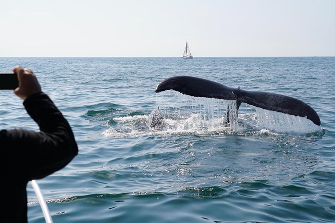 Supreme 2hr Whale/Dolphin Watching Newport Beach, 6 person max - Sunset views from Newport Beach