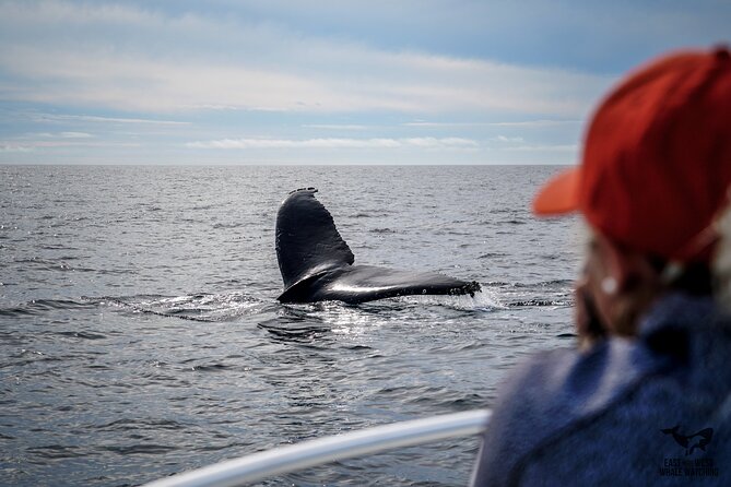 Supreme 2hr Whale/Dolphin Watching Newport Beach, 6 person max - How the $119 price measures up