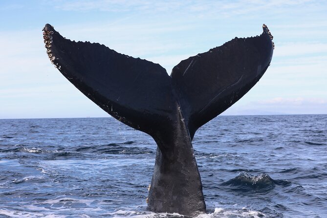 Supreme 2hr Whale/Dolphin Watching Newport Beach, 6 person max - Setting out from 508 S Bay Front