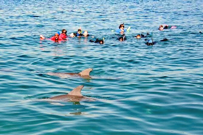 Swim and Paddle Board with Wild Dolphin Pods in Puerto Vallarta - Why wild dolphins make this different