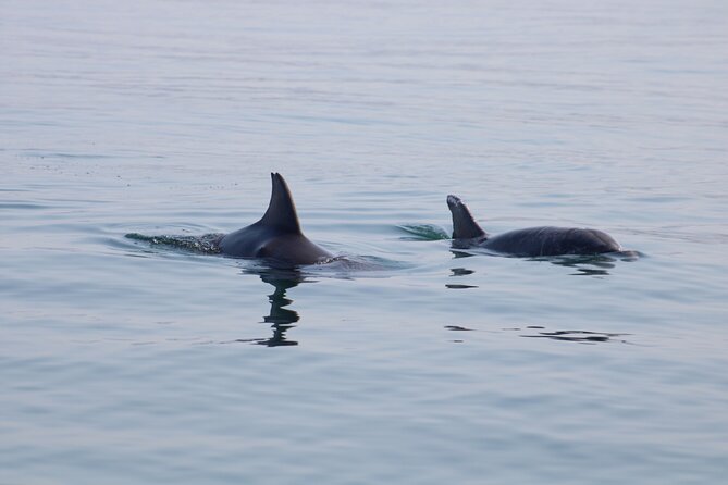 Swim and Paddle Board with Wild Dolphin Pods in Puerto Vallarta - Paddle boards are the first point of contact