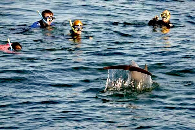 Swim and Paddle Board with Wild Dolphin Pods in Puerto Vallarta - Snorkeling near the pods