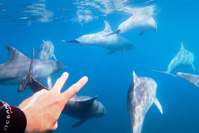 Swim and Paddle Board with Wild Dolphin Pods in Puerto Vallarta - Towable boards for a moving pod