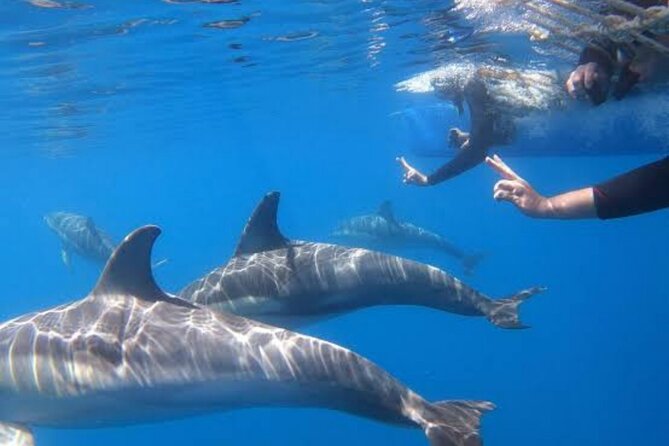 Swim and Paddle Board with Wild Dolphin Pods in Puerto Vallarta - Whale sightings can add a second wildlife experience
