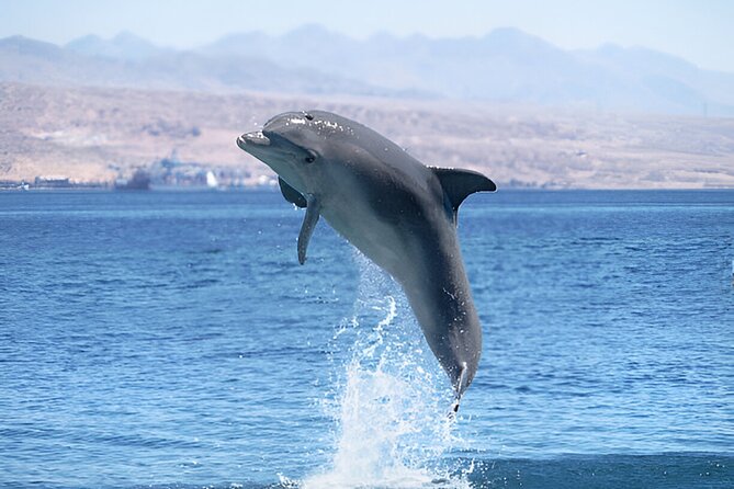 Swim with Dolphin Boat Trip with Snorkeling and Transfer Hurghada - Key points at a glance