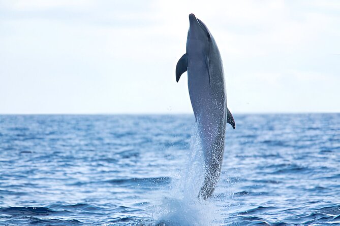 Swim with Dolphin Boat Trip with Snorkeling and Transfer Hurghada - An early start from Hurghada hotels