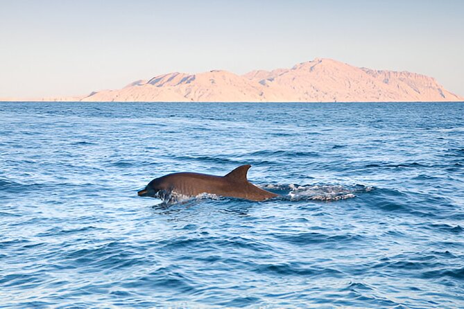 Swim with Dolphin Boat Trip with Snorkeling and Transfer Hurghada - Swimming with dolphins in open water