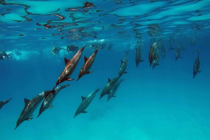 Swim with Dolphin Boat Trip with Snorkeling and Transfer Hurghada - What the eight-hour day feels like