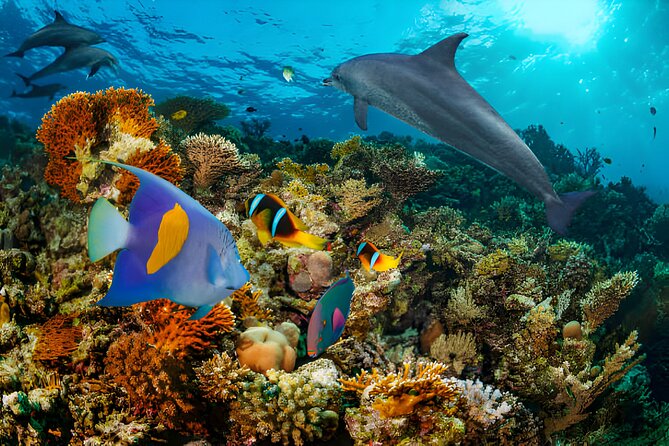 Swim with Dolphin Boat Trip with Snorkeling and Transfer Hurghada - Is $17 a good value?