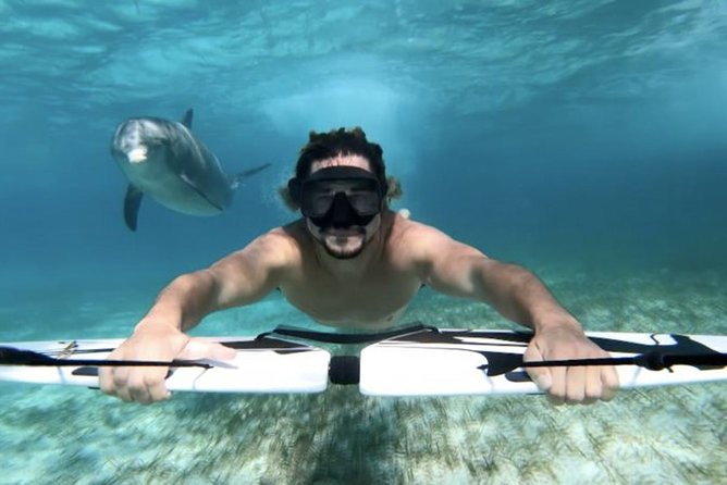 Swim with dolphin By Private Speed Boat and Sub wing Game - Hurghada - Is the $50 Price Good Value?
