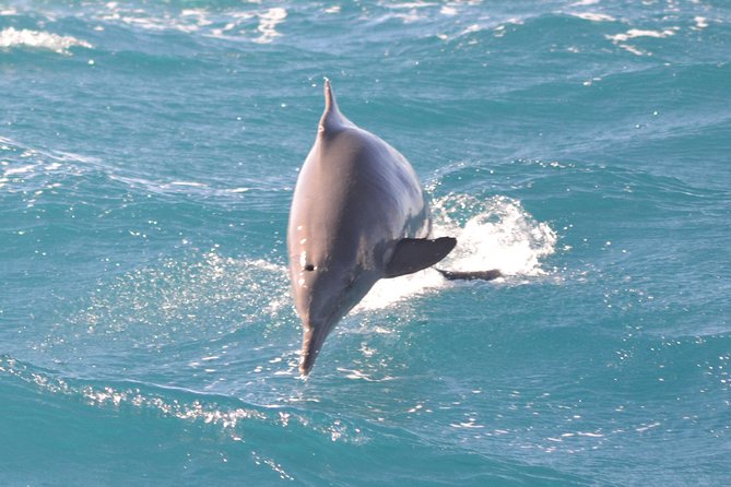 Swim With Dolphin By Semi PRIVATE Speedboat & Transfer - Hurghada - What Dolphin House can and cannot promise
