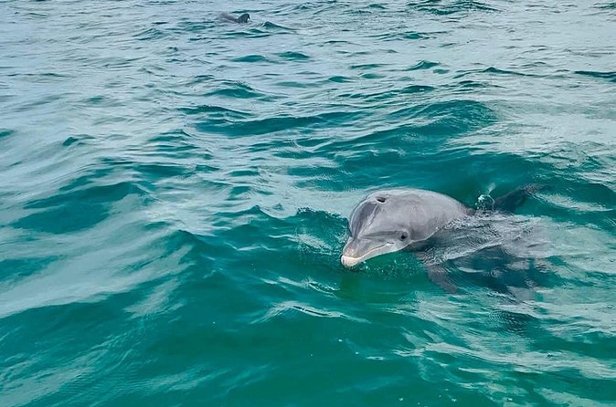 Swim with Dolphins And Snorkeling Group Tour - Cold water and rough waves are real factors