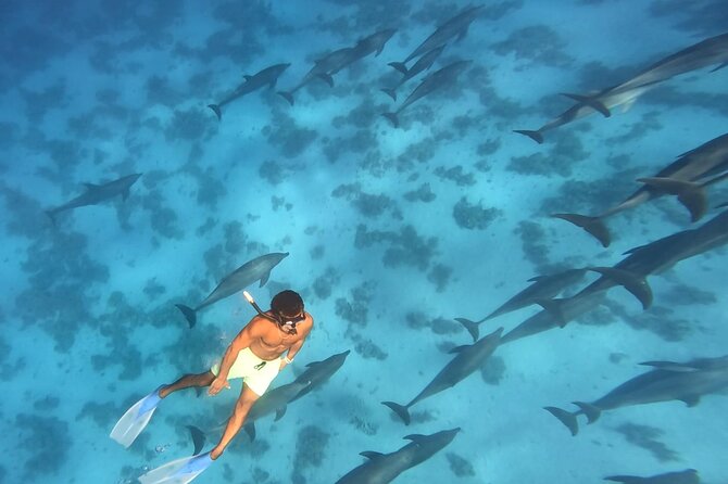 Swim With Dolphins at Dolphin House With Lunch - Hurghada - Why Dolphin House is the main attraction