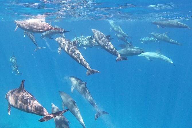 Swim With Dolphins at Dolphin House With Lunch - Hurghada - A full day aboard the boat