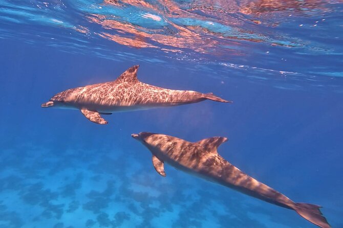 Swim With Dolphins at Dolphin House With Lunch - Hurghada - The first snorkeling stop and Red Sea reefs