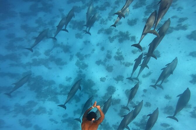 Swim With Dolphins at Dolphin House With Lunch - Hurghada - Dolphin House and the wildlife encounter