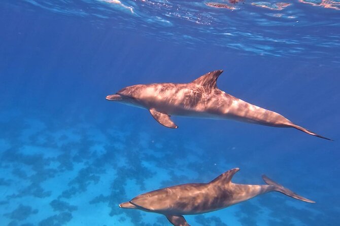 Swim With Dolphins at Dolphin House With Lunch - Hurghada - Lunch, drinks, and time to relax