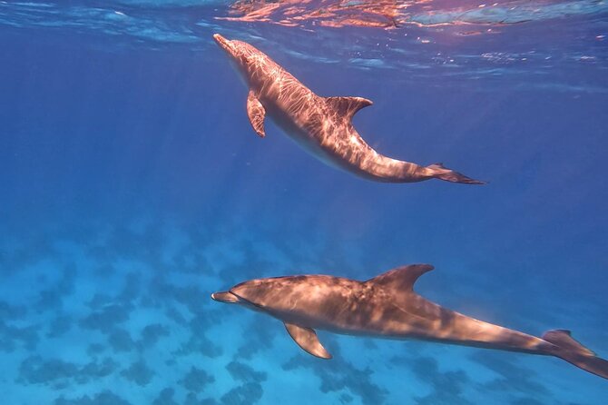 Swim With Dolphins at Dolphin House With Lunch - Hurghada - Banana boats, quadra boats, and weather limits