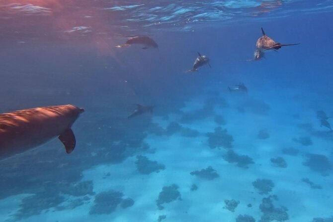 Swim With Dolphins at Dolphin House With Lunch - Hurghada - What the price really includes