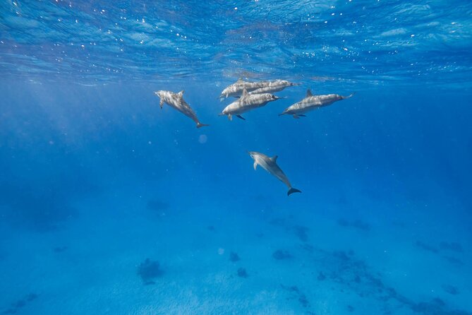 Swim With Dolphins at Dolphin House With Lunch - Hurghada - The morning pickup and marina transfer