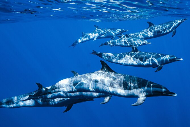 Swim with Dolphins Catamaran with Waterslide & Lunch on Oahu - Why the West Coast Setting Matters