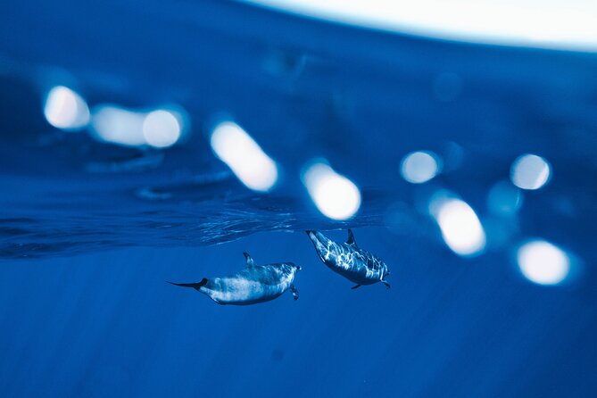 Swim with Dolphins Catamaran with Waterslide & Lunch on Oahu - Makaha’s Turtles, Fish, and Water Toys