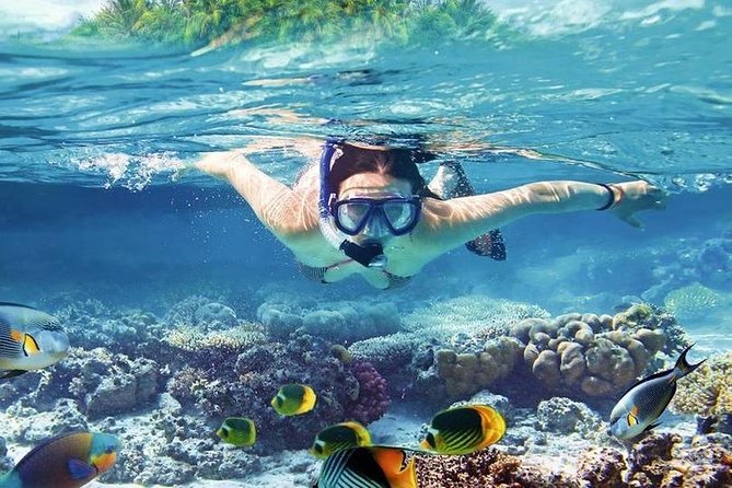 Swim with Dolphins Sea Trip, Water Sport With Lunch and Transfer - Hurghada - What the $14 price really includes