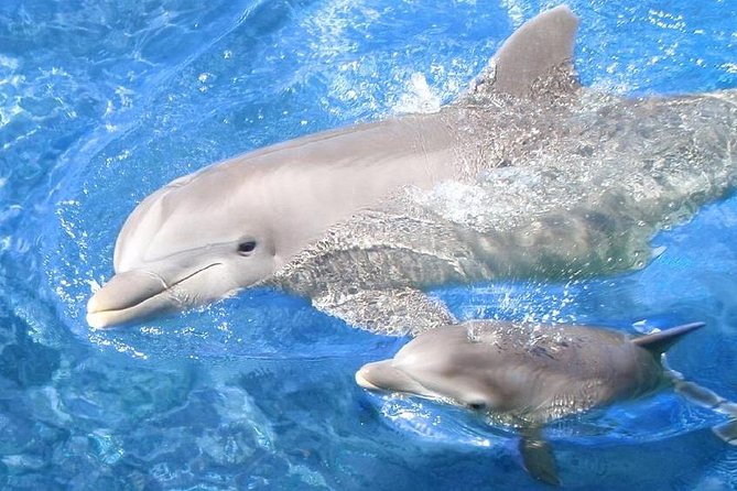 Swim with Dolphins Semi Private Speedboat Sea Tour - Hurghada - Snorkeling at Dolphin House and the reefs