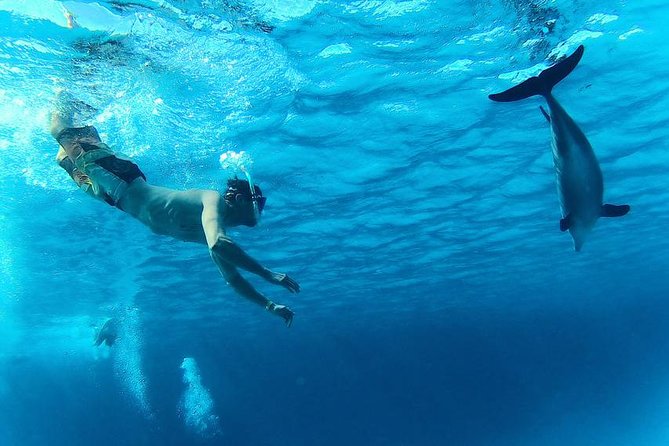 Swim with Dolphins Semi Private Speedboat Sea Tour - Hurghada - Food, drinks, and time on board