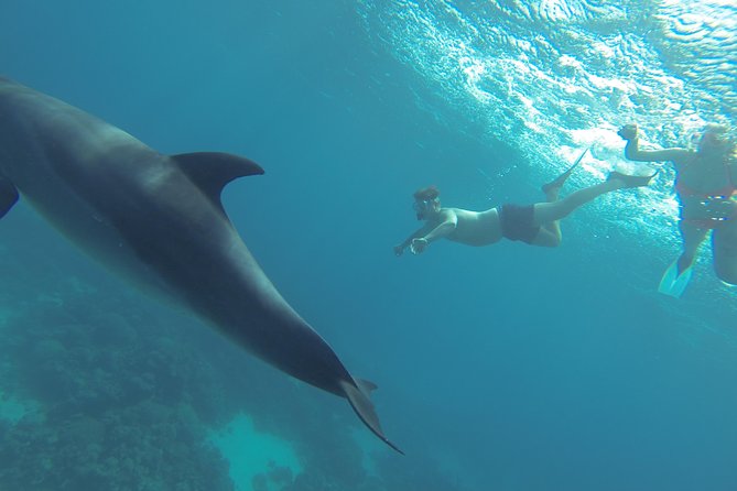 Swim with Dolphins Semi Private Speedboat Sea Tour - Hurghada - Why the guides matter