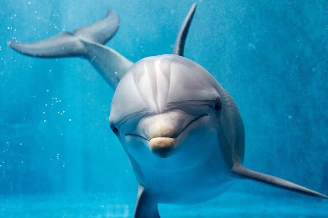 Swim with Dolphins Semi Private Speedboat Sea Tour - Hurghada - Is $55 good value?
