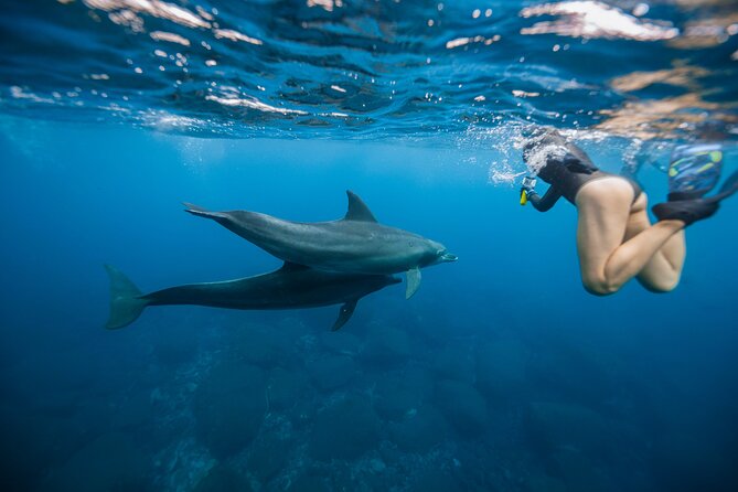 Swim With Dolphins & Turtles in West Oahu (Semi-Private Tours) - Key points to know before booking
